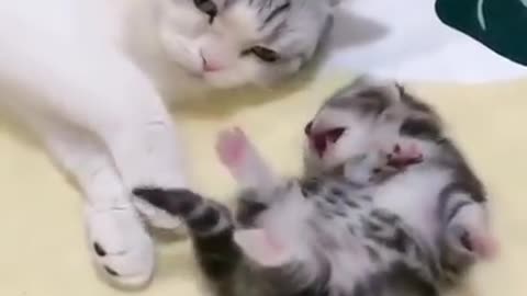 Momma hugs baby kitten having a nightmare