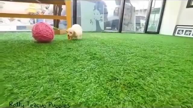 The growth of small milk dogs