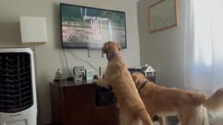 Golden retriever, Lucy is mesmerized by the t.v.