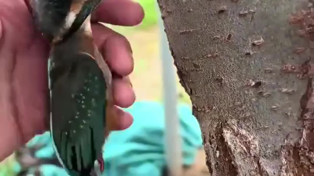 Freeing a trapped kingfisher.❤️