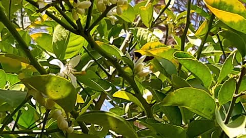 The wasp sucks the nectar of flowers from the tree