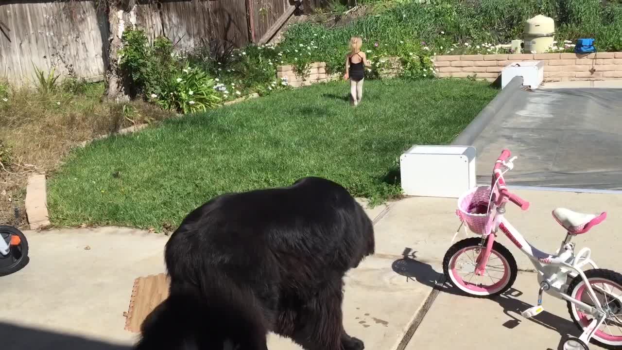 Ballerina runs out of treats for her giant puppy