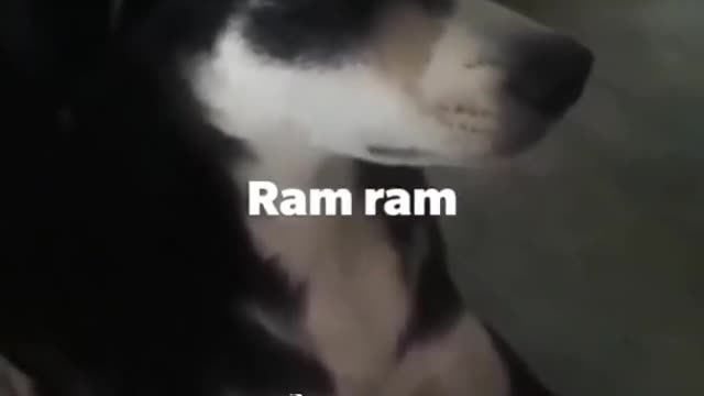 कुत्ता बोला राम राम देखो सभी चमत्कार । राम राम बोलता हुआ कुत्ता । राम राम in Dog स्टाइल देखो miracle