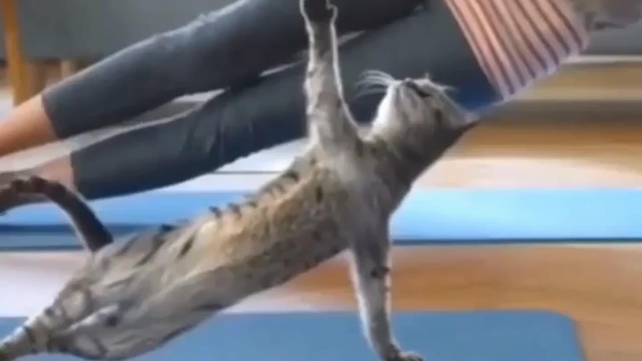 Cat 🐈 in the yoga