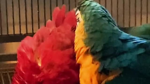 rescue#macaw