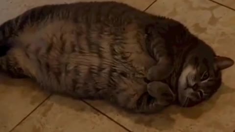 #cat #funnyvideo