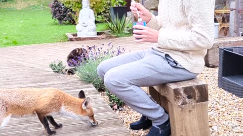 Friendly Fox Gets a Treat