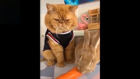 VERY FUNNY AND ADORABLE CATS!!SO CUTE!!