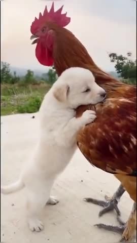 Watch the pets and their beauty 😍 😘