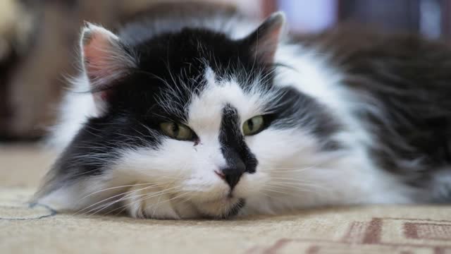 Close-up of the face of a black-white cat on the floor of the home
