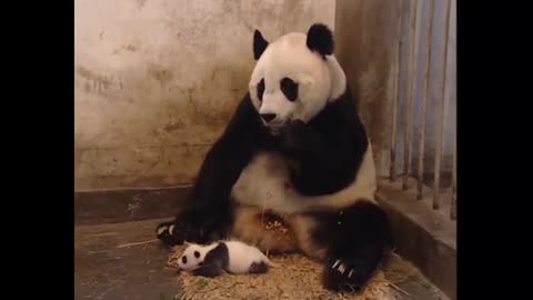 The mother panda is stunned