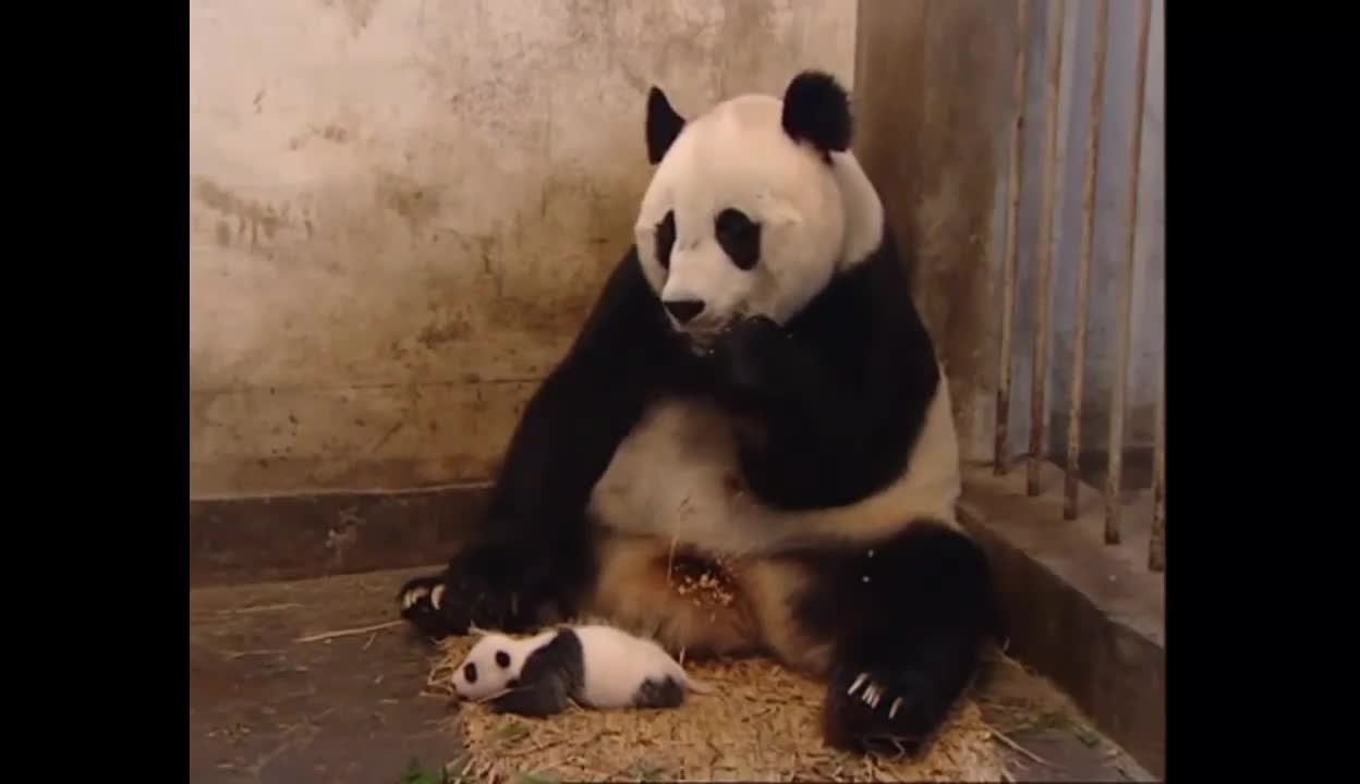 The mother panda is stunned