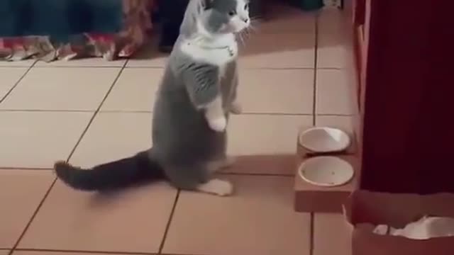 | Baby Cats - Cute and Funny Cat Videos Compilation | All