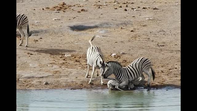 Zebra Attack On Foal I Surprise Wild Attack