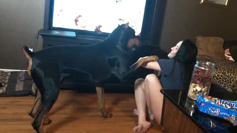 Doberman humorously struggles with new dog trick