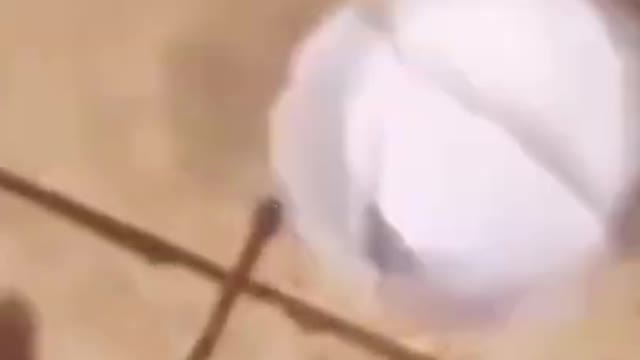 ose #2😹_ Best Funny Pet Animals Clips😂_ Funny Animals Shorts