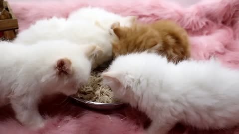 cats fighting over food