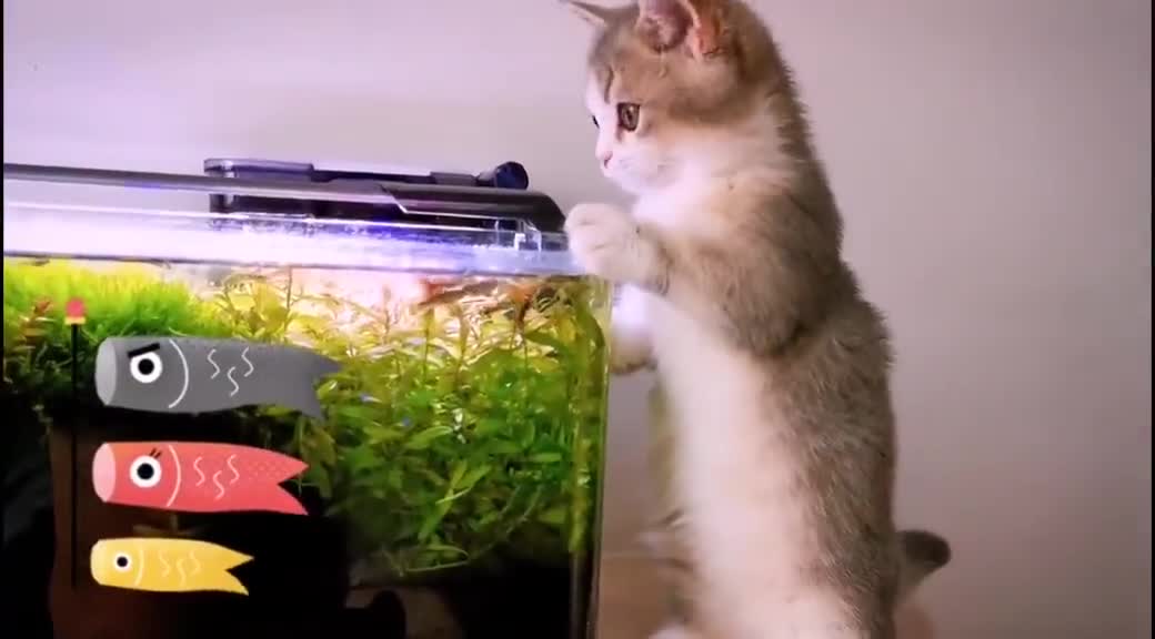 Funny cat video peeping fish