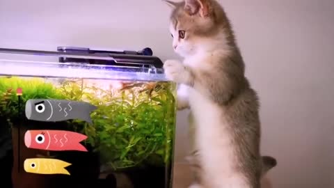 Funny cat video peeping fish