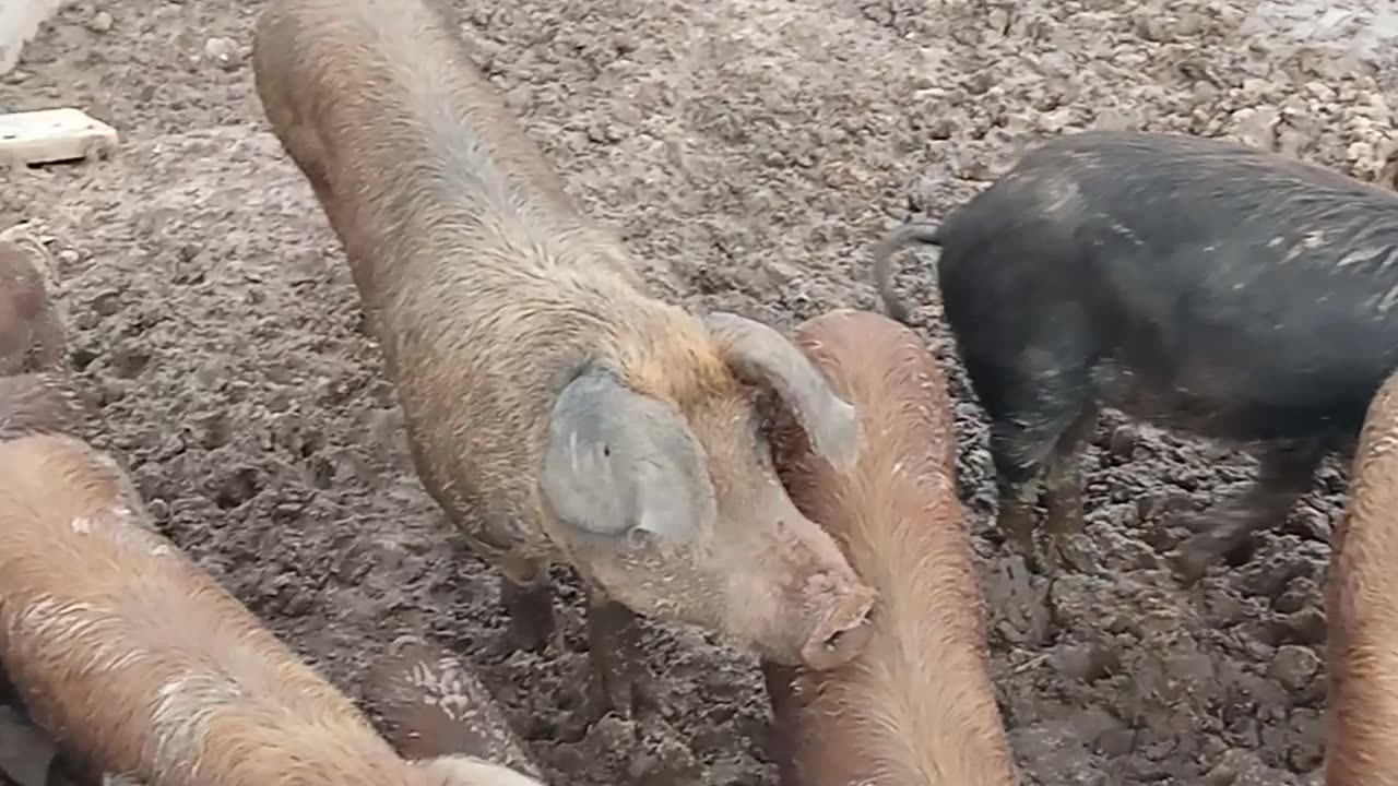 The pigs enjoying it