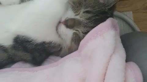 A cat that sleeps like a human. lucky punch