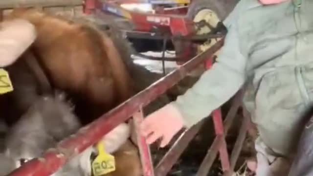 Gentle cow and baby interact closely