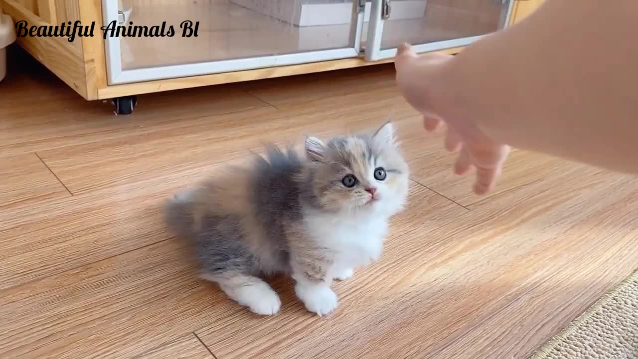 Cute and Funny Cats Videos