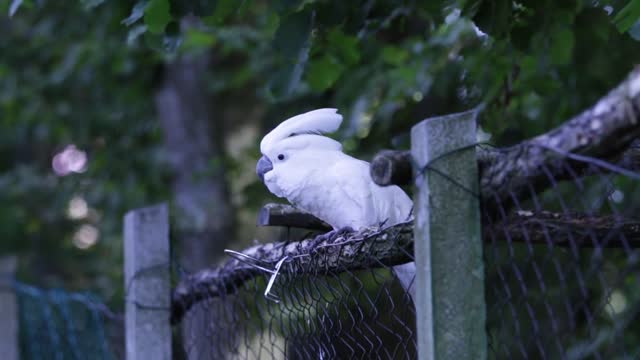 Dancing Fanny White Parrot