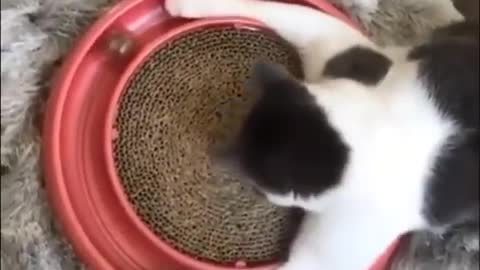 Cute Funny Cat Video Playing