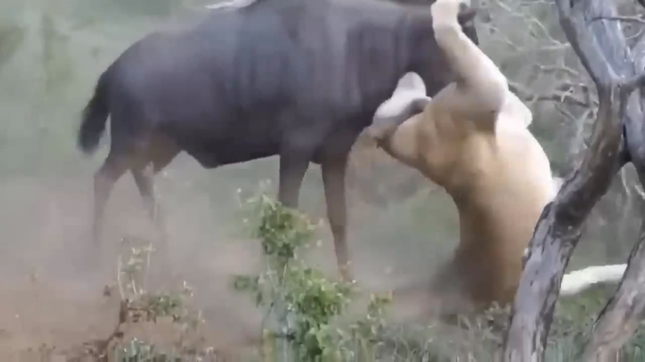 Animal Fighting in the jungle Tiger and Wild Cow