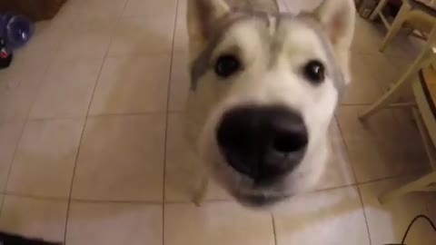 A dog who likes camera.