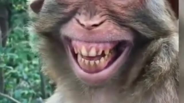 Monkey Funny video