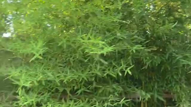 The color of bamboo is very green