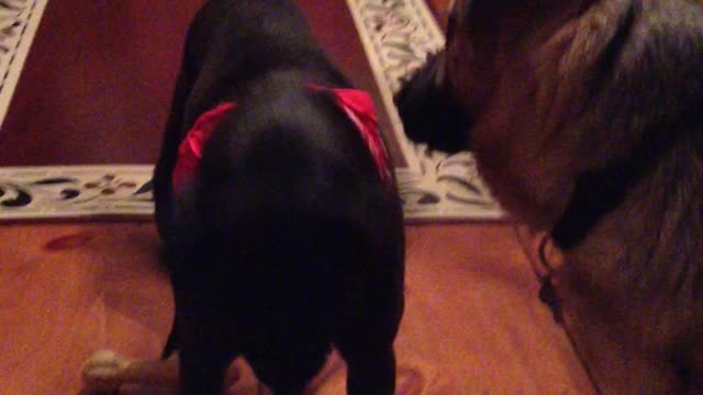 Jaffy gets a new bandanna