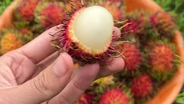 Have you tried rambutan?