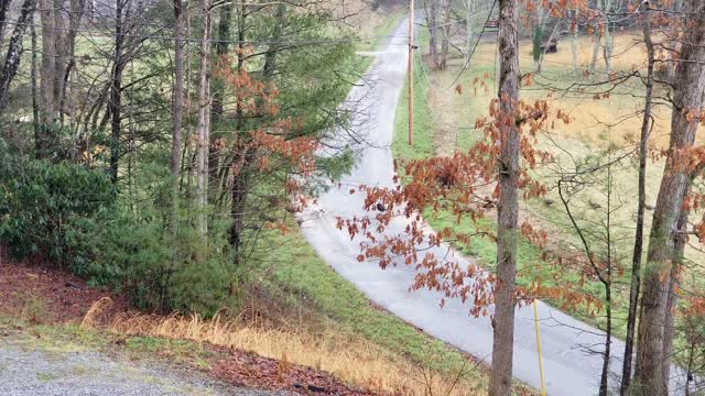 Turkey's in the road just below my house this morning 03/16/2022 - Tennessee