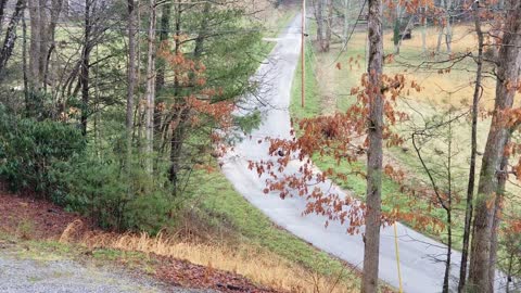 Turkey's in the road just below my house this morning 03/16/2022 - Tennessee