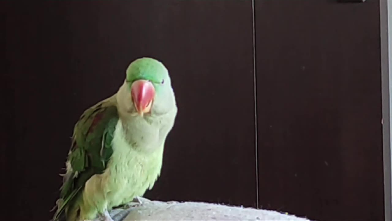 Training time talking parrot | Raw baby Parrot