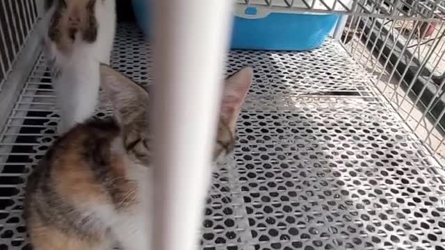 Very cute kittens and animals