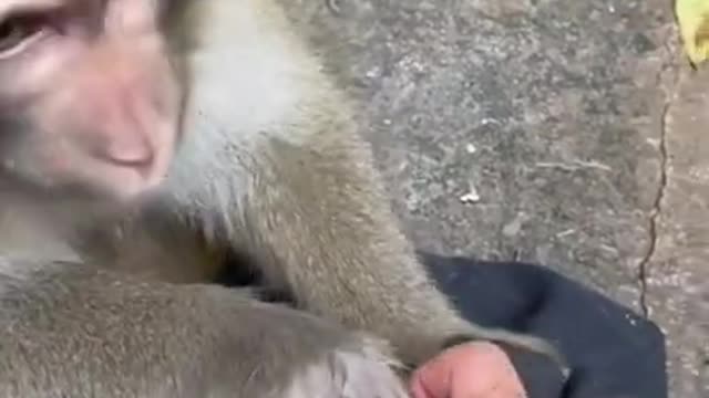 monkey funny video | funny videos comedy