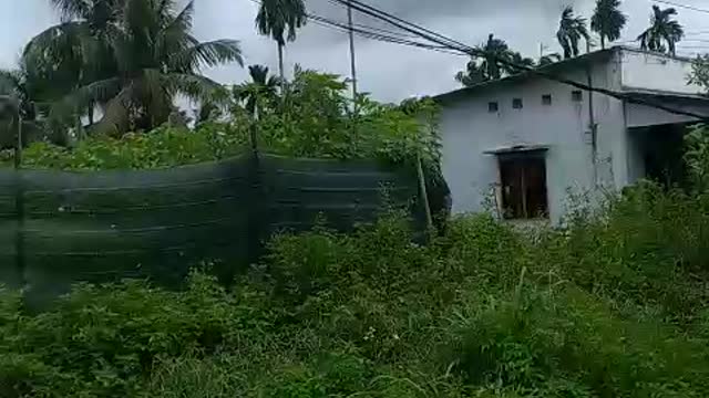 butterflies and soaring coconut trees