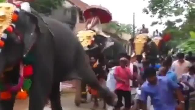 Funny🤣vid: Elephant kicks Indian man, as the gods must be crazy.