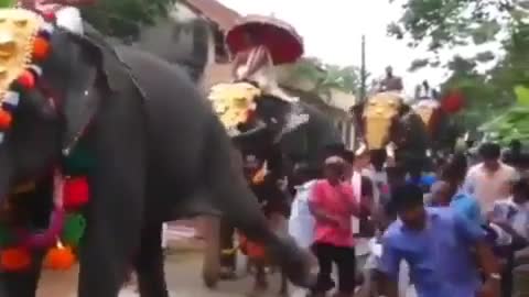 Funny🤣vid: Elephant kicks Indian man, as the gods must be crazy.