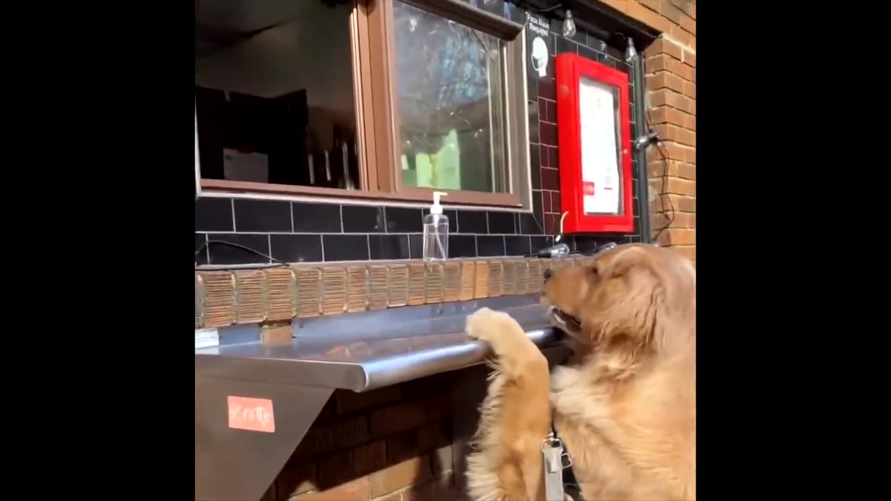 Golden Retriever Compilation - Cute and Funny #5