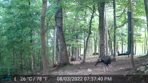 The Woods – 08/04/2022