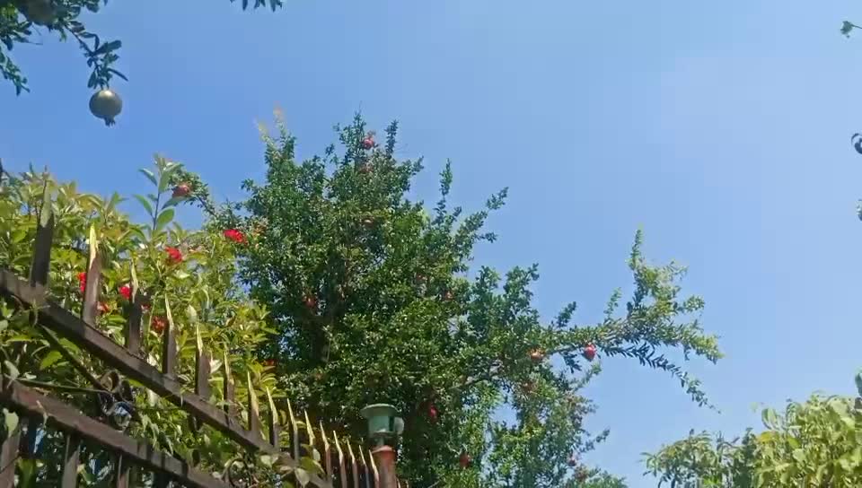 Picking pomegranates in the countryside