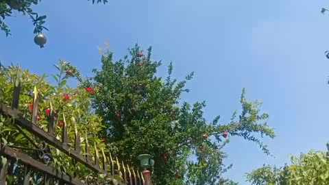 Picking pomegranates in the countryside