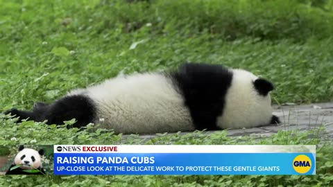 Inside the efforts to protect panda cubs