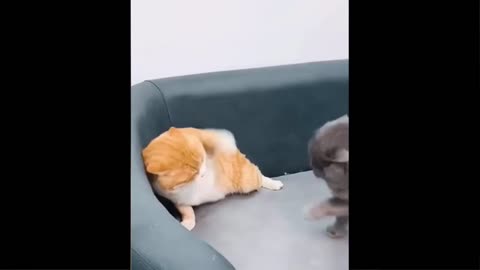 Funny Animals