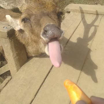 Feed the deer in my garden